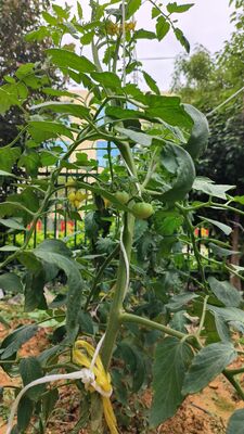 UV estabilizado en PP para la agricultura con alta resistencia a la tracción para el apoyo de escalada de tomate y pepino